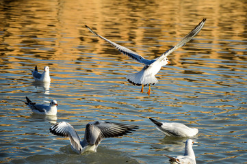 A group of seagulls on the water