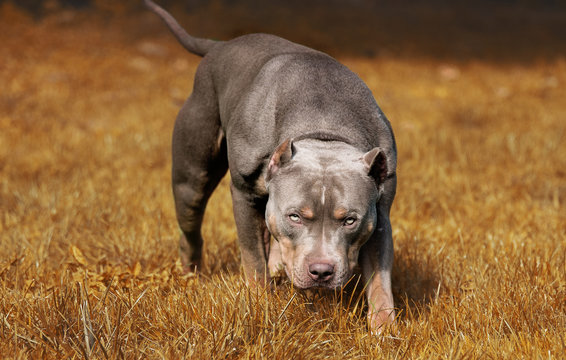 Hund Pitbull American Bully gef&auml;hrlicher Blick