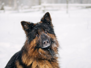 Portrait of a winter dog on the street