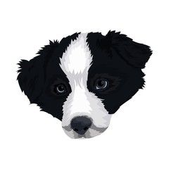 dog vector illustration