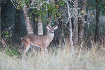 Whitetail Deer 