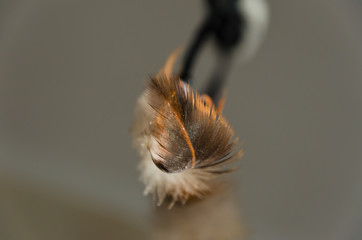 Feather in water