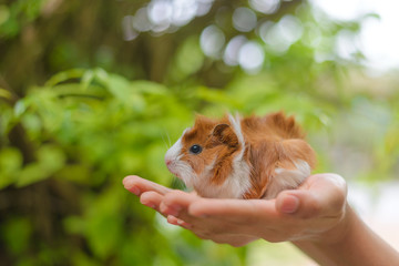 Guinea pig in hand