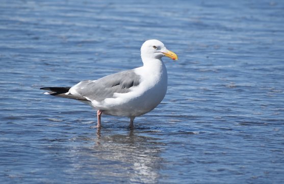 Seagull standing in water