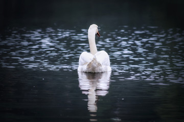 One Lonely Swan