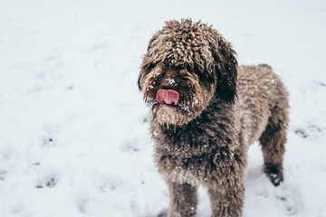 .Beautiful brown spanish water dog, playing with snow in a city park a nice winter day. Lifestyle
