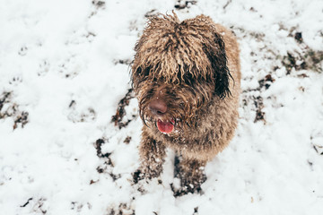 .Beautiful brown spanish water dog, playing with snow in a city park a nice winter day. Lifestyle