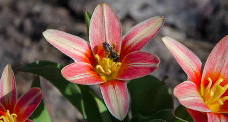 Fototapeta premium A red-flowered tulip is visited by a bee.