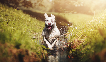 a beautiful young energetic labrador retriever dog puppy runs joyful through a river