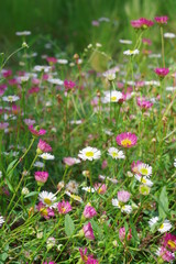 Paquerettes roses et blanches