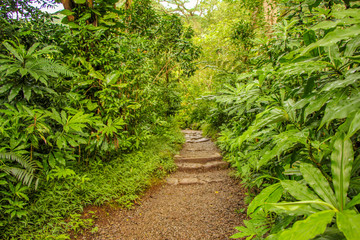 Manoa Falls Trail Hike Oahu Hawaii