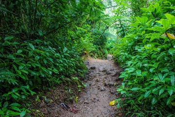 pathway to the rainforest on manoa falls trail in manoa,