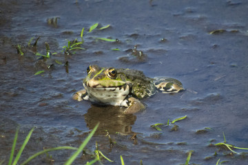 Marsh frog (Pelophylax ridibundus)