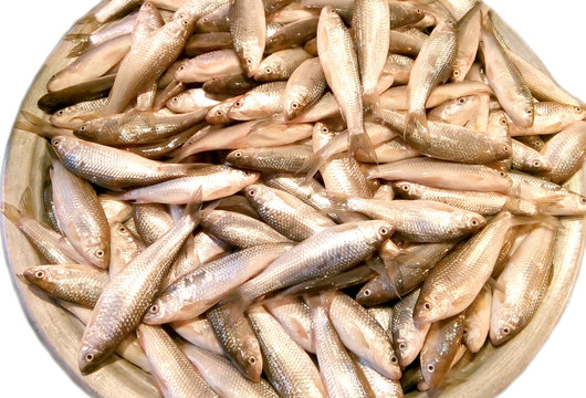 Tatkini fish on a bowl of Indian subcontinent