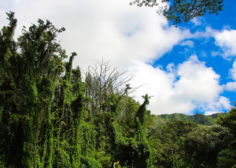 Obraz premium Upward view of huge trees in tropical rainforest. Manoa Falls, Honolulu, Oahu