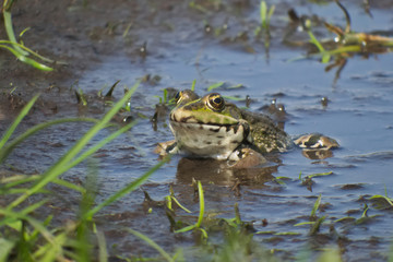 Marsh frog (Pelophylax ridibundus)