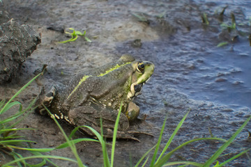 Marsh frog (Pelophylax ridibundus)