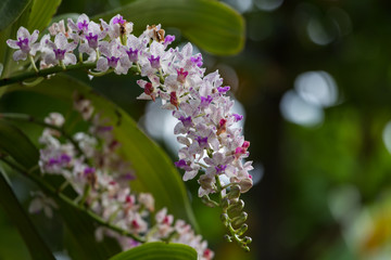 Rhynchostylis gigantea is blooming.