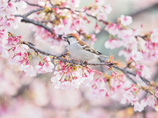 桜とニュウナイスズメ