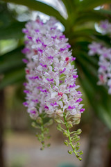 Rhynchostylis gigantea is blooming.