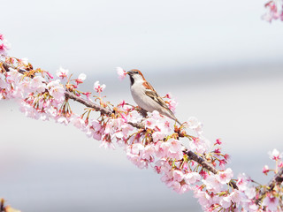 桜とニュウナイスズメ