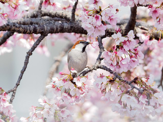 桜とニュウナイスズメ