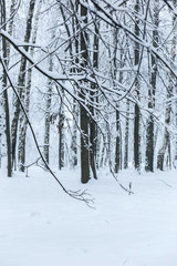 Trees covered with hoarfrost and snow