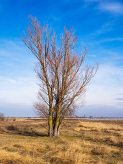 Baum in der Puszta