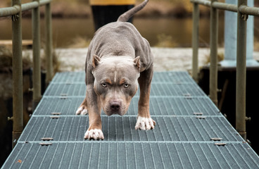 Hund Pitbull American Bully gefährlicher Blick