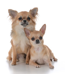 male and female chiuhuahua