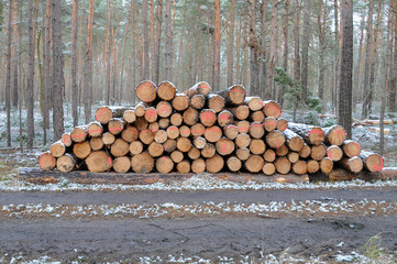 Holz gestappelt Nutzholz