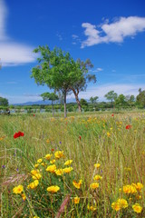 Obraz premium Champ de coquelicot orange et jaune