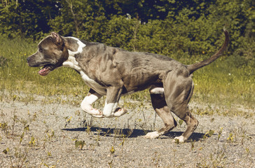 Hund Pitbull American Bully gefährlicher Blick