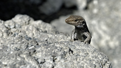 la Palma