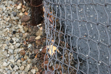 Fototapeta na wymiar Wire Fence Close