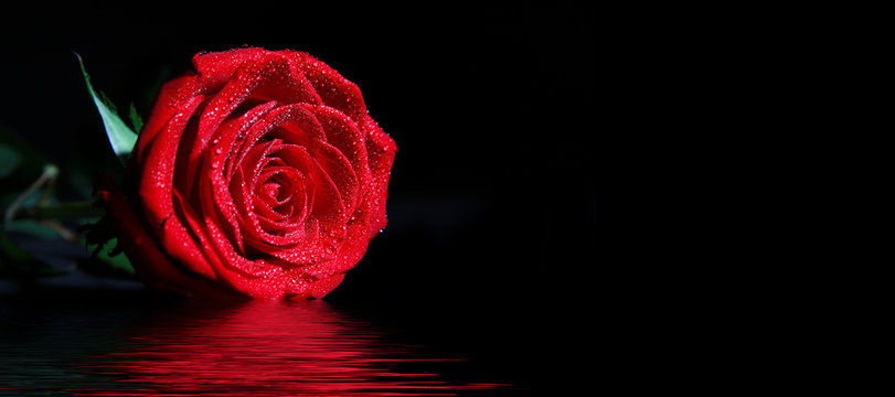 Fototapeta Rote Rosen