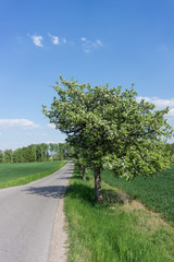 Fototapeta na wymiar Baum in der Blütezeit