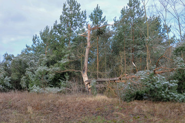 Sturmschaden umgeknickte abgeknickte Bäume