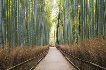 Path through bamboo trees, Japan