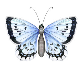 Colorful realistic butterfly isolated on white background. Top view.