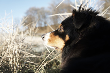 Australian shepherd im schnee