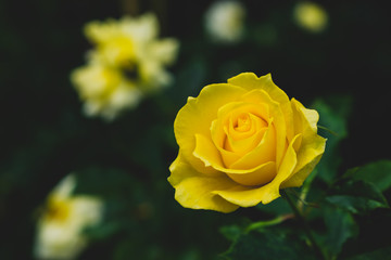 Beautiful yellow roses in garden