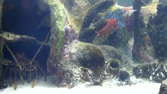 A Spiny lobster creeps back into a crevice in coral reef and hides