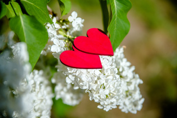 Obraz na płótnie Canvas Two red hearts lie on the flowers of a white lilac 