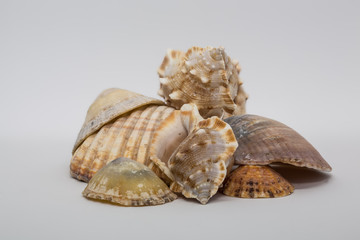 A Collection of Shells