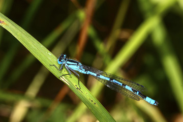 Close up of a male damselfly
