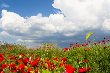 Crimea, Russia. Flowering wild flowers and poppies, slopes, ancient stones and clouds, an ancient city in the territory of Sevastopol.
