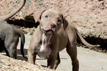 Welpe Pitbull American Bully 