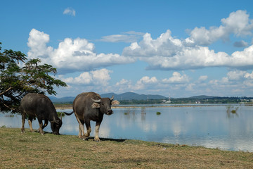 Naklejka premium Asian buffalo eat grass near the lake on a bright day