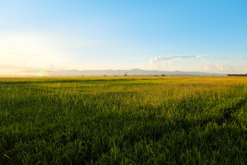 Fototapeta na wymiar Rice field at twilight sunset, Light shining through mountain